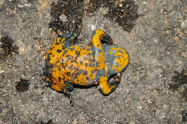 Bombina variegata