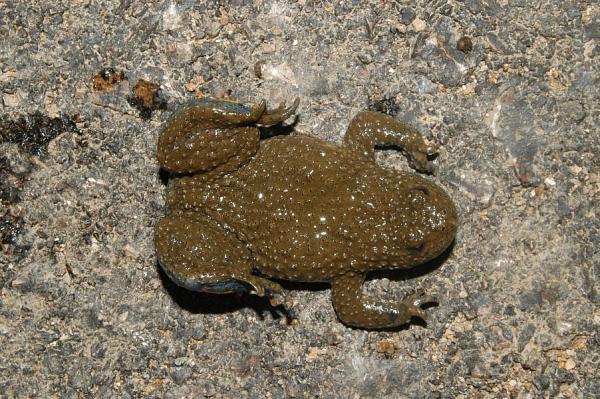 Bombina variegata