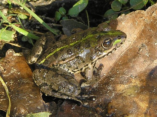 Pelophylax ridibundus