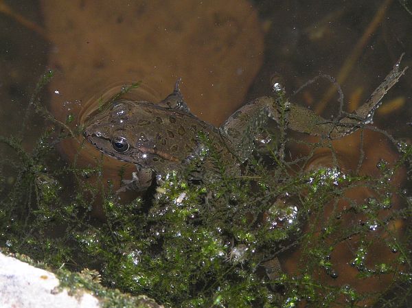 Pelophylax ridibundus