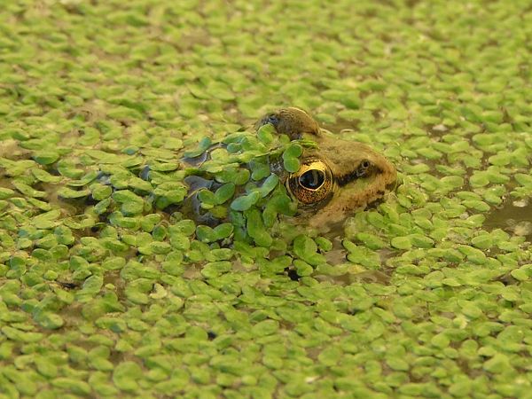 Pelophylax ridibundus