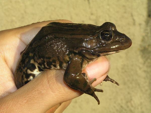 Pelophylax ridibundus