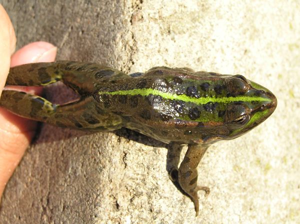 Pelophylax ridibundus