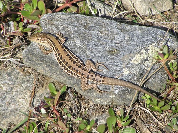 Podarcis tauricus