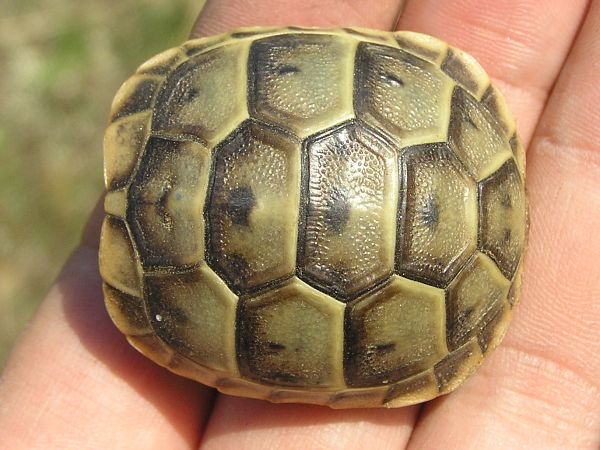 Testudo graeca