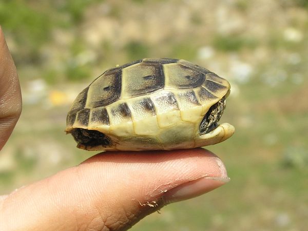 Testudo graeca