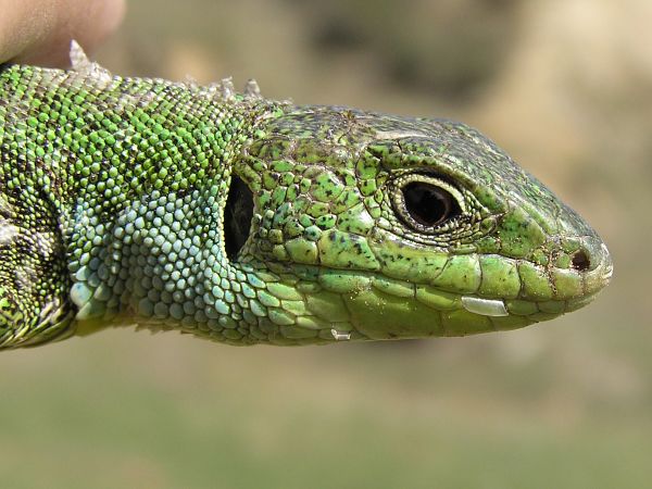 Lacerta trilineata