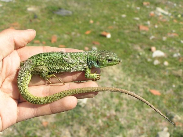 Lacerta trilineata