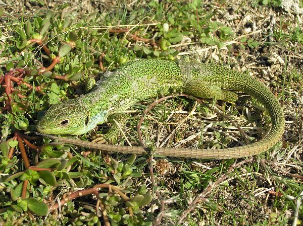 Lacerta trilineata