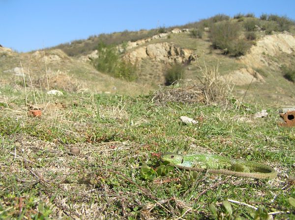 Lacerta trilineata