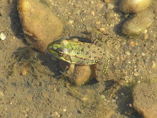 Pelophylax ridibundus