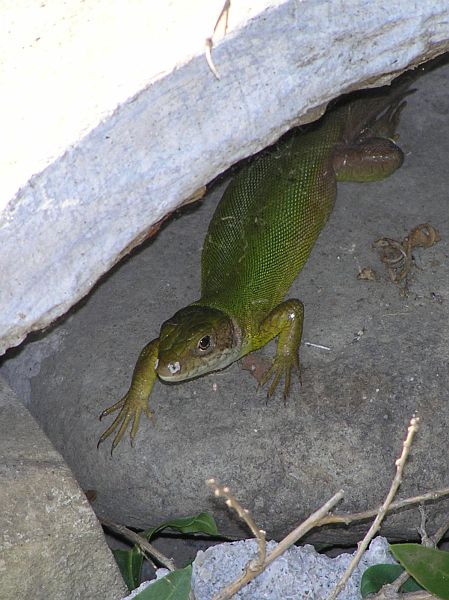 Lacerta viridis