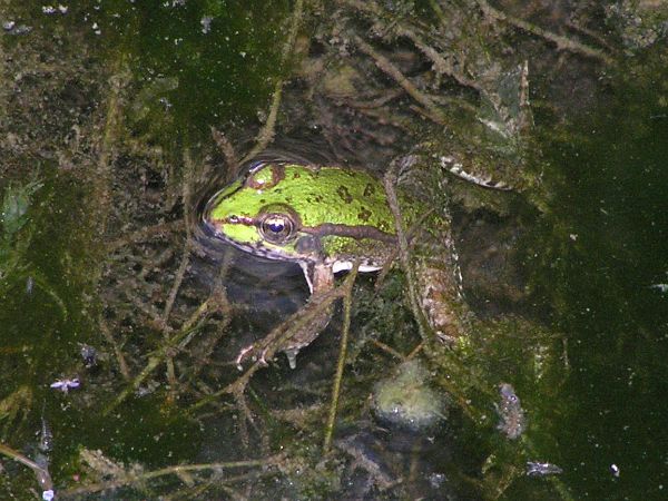 Pelophylax ridibundus