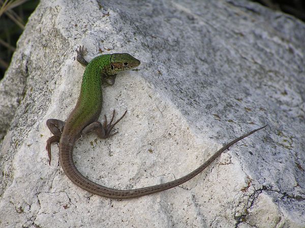 Lacerta viridis