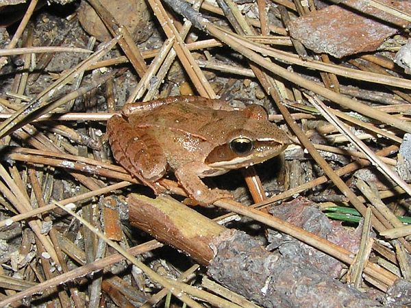 Rana dalmatina