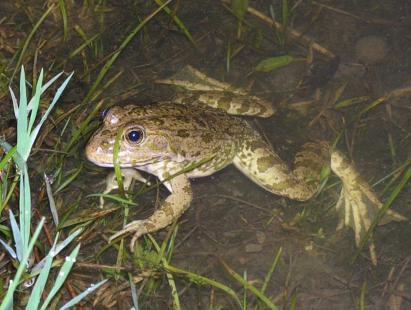 Pelophylax ridibundus