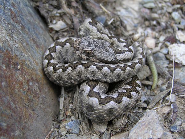 Vipera ammodytes