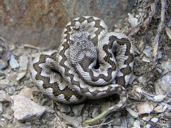 Vipera ammodytes