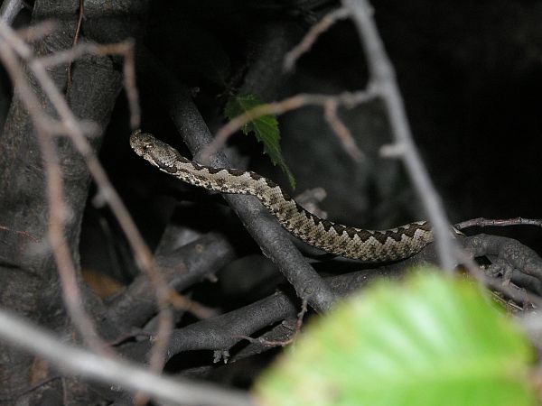 Vipera ammodytes