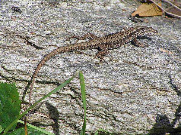 Podarcis muralis