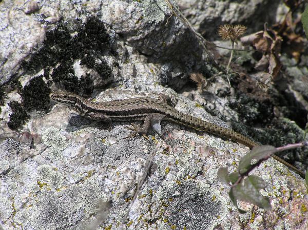 Podarcis muralis