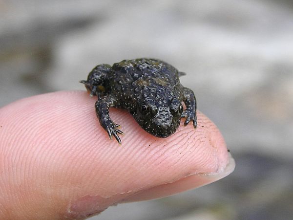 Bombina variegata