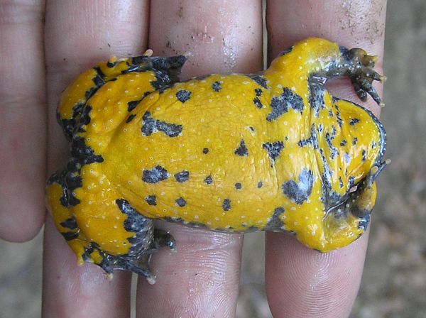 Bombina variegata