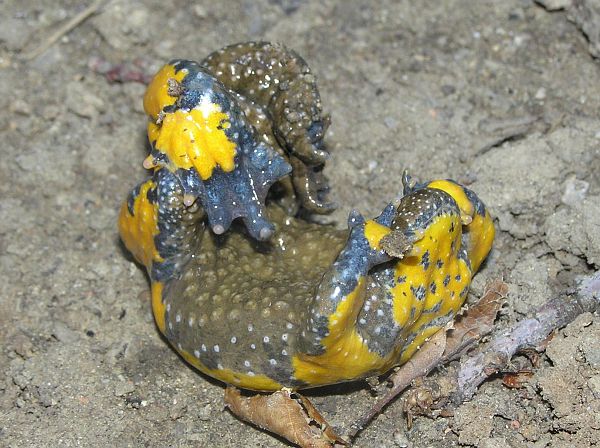 Bombina variegata