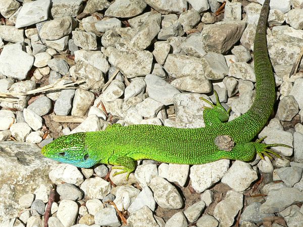 Lacerta viridis