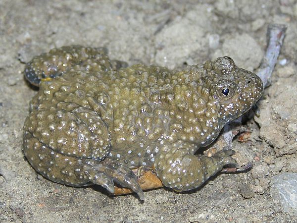 Bombina variegata