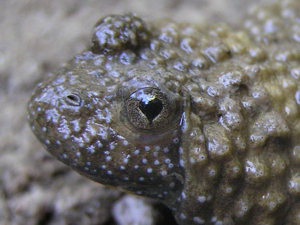 Bombina variegata