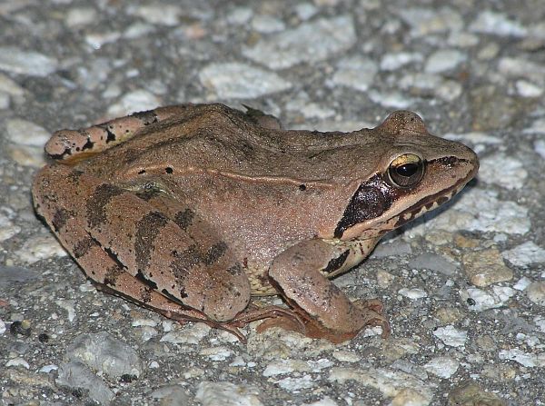 Rana dalmatina