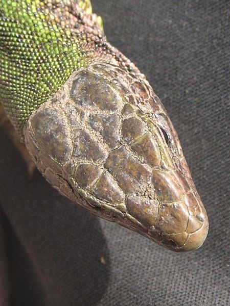 Lacerta viridis