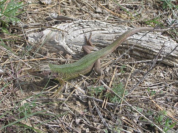 Lacerta viridis