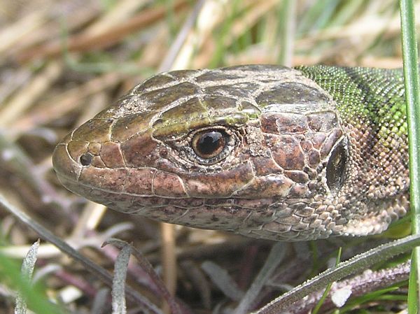 Lacerta viridis