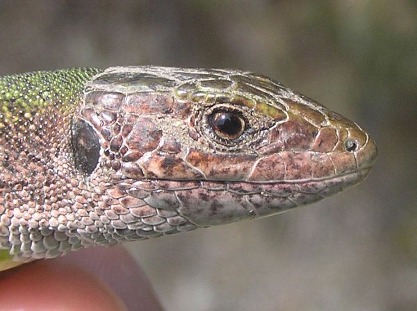 Lacerta viridis