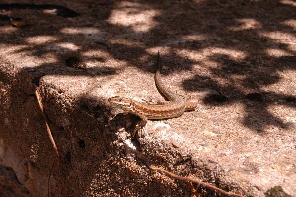 Podarcis muralis