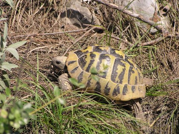 Testudo hermanni