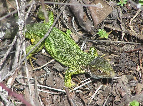 Lacerta viridis