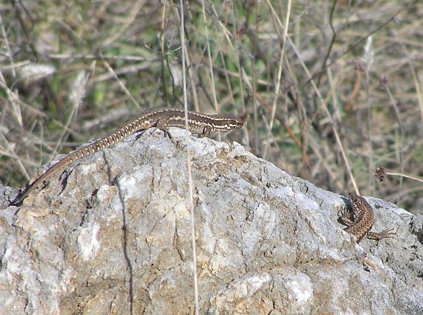 Podarcis muralis