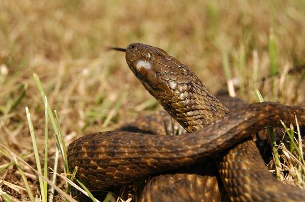 Natrix tessellata