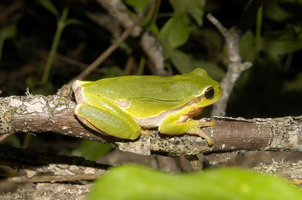 Hyla arborea