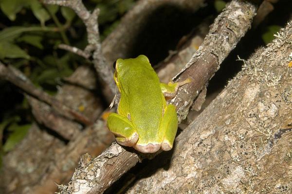 Hyla arborea