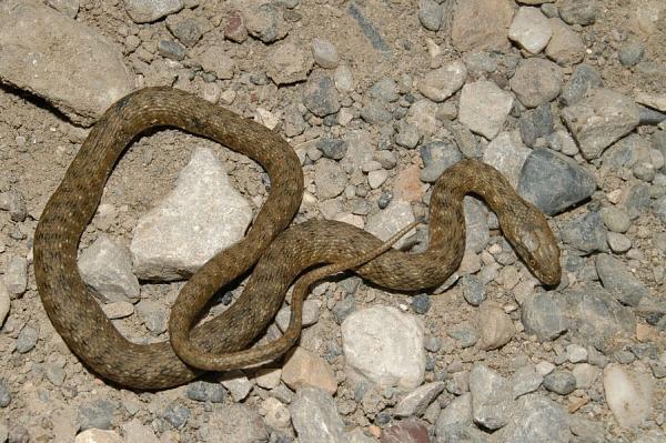 Natrix tessellata