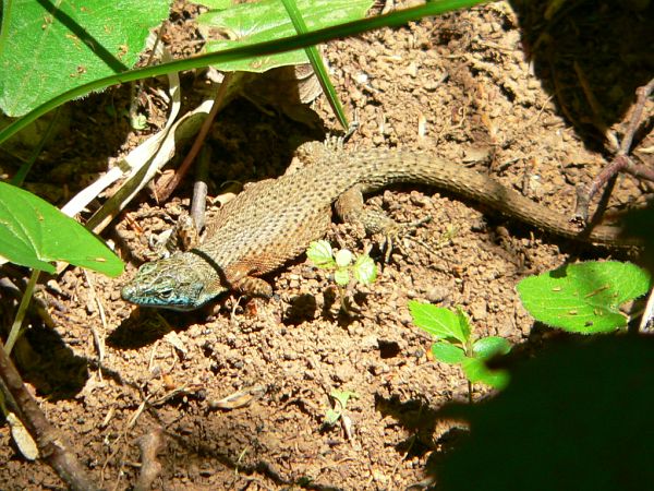 Algyroides nigropunctatus