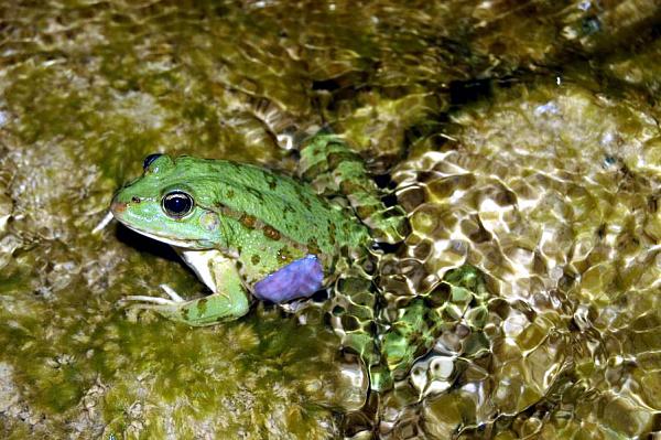 Pelophylax kurtmuelleri