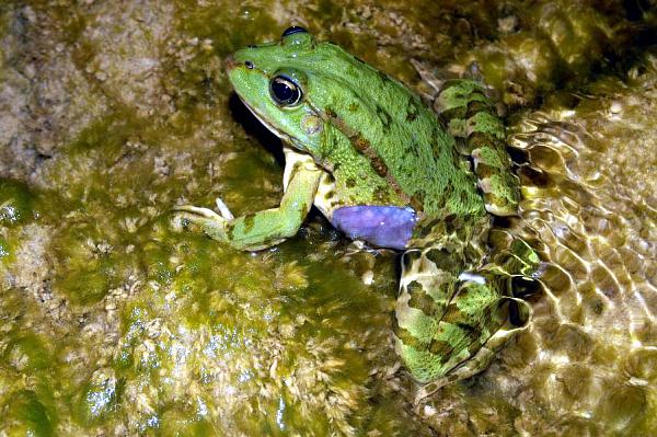 Pelophylax kurtmuelleri