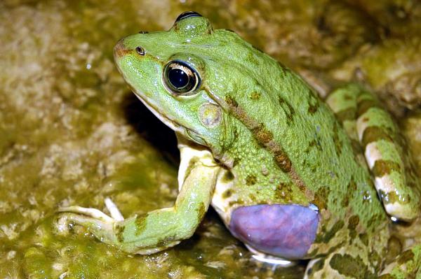 Pelophylax kurtmuelleri