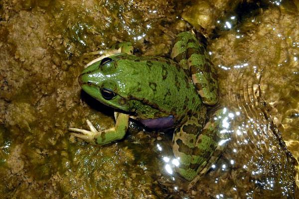 Pelophylax kurtmuelleri