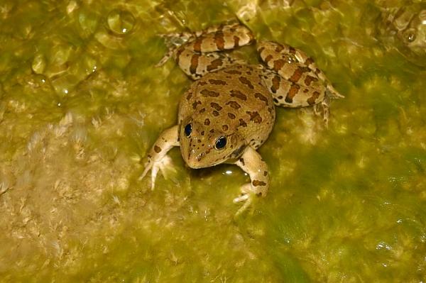 Pelophylax ridibundus